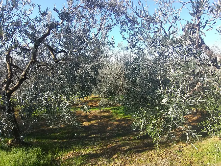 Immagine 5 di Terreno agricolo in vendita  in Via Provinciale di Malmantile a Castelfiorentino