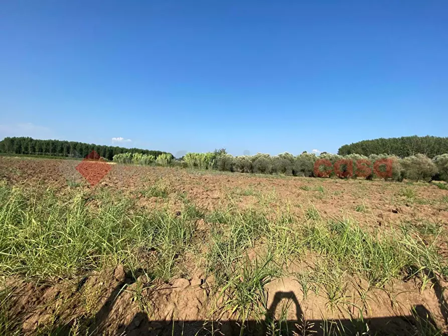 Immagine 12 di Terreno agricolo in vendita  in LocalitÃ  Starzella, SNC a Falciano Del Massico