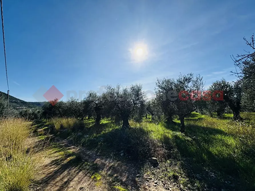 Immagine 11 di Terreno agricolo in vendita  in Via SELVOTTA, 40 a Terracina