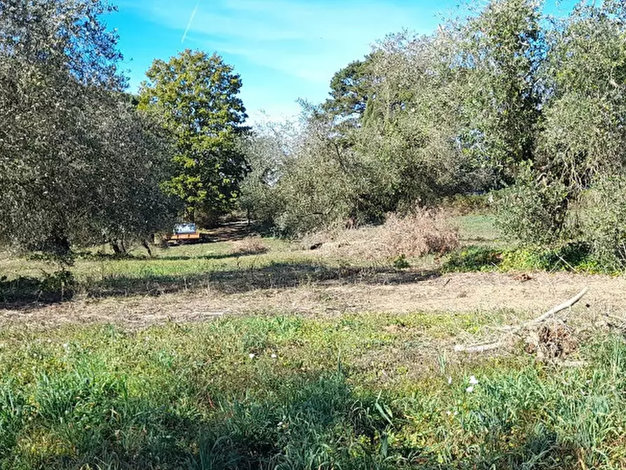 Immagine 6 di Terreno agricolo in vendita  in Via DELLA MOLA, 00 a Manziana