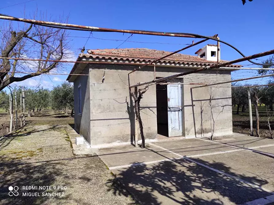 terreno agricolo in vendita a San Severo