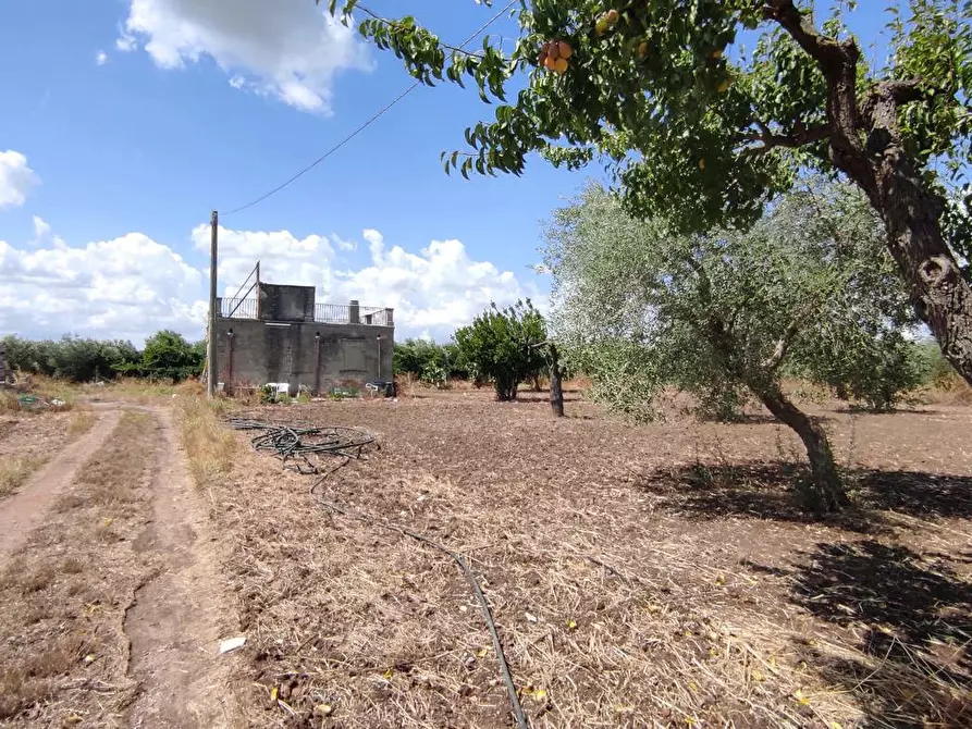 Immagine 6 di Terreno agricolo in vendita  in Via SAN ROCCO, SNC a San Severo