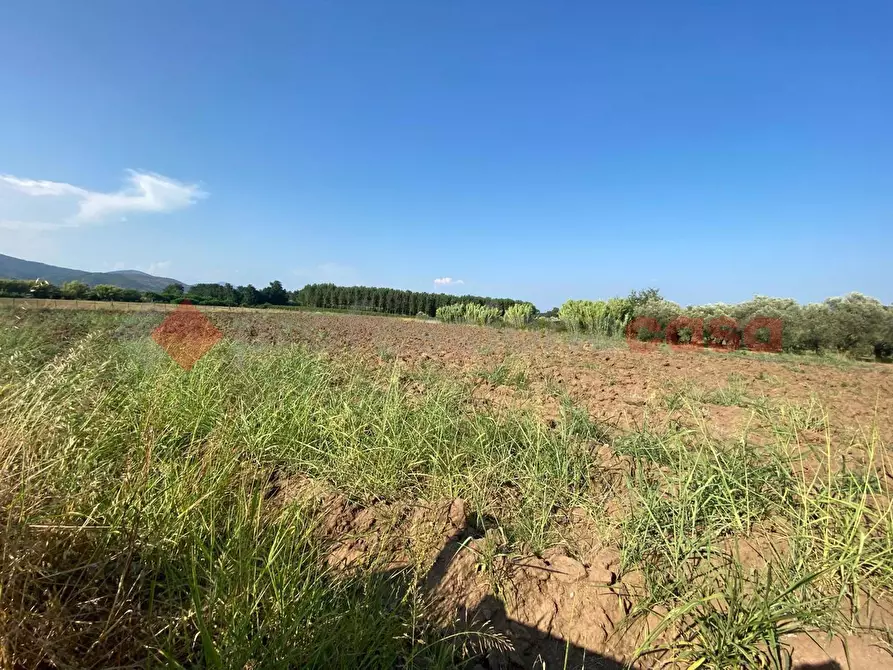 Immagine 34 di Terreno agricolo in vendita  in LocalitÃ  Starzella, SNC a Falciano Del Massico