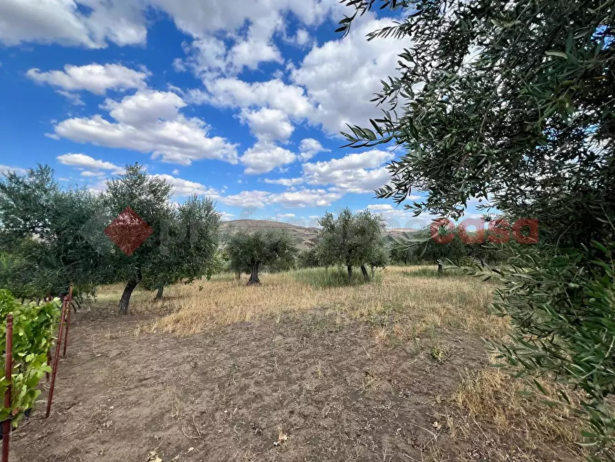 Immagine 24 di Terreno agricolo in vendita  in Contrada GORIZZE, SNC a Barile