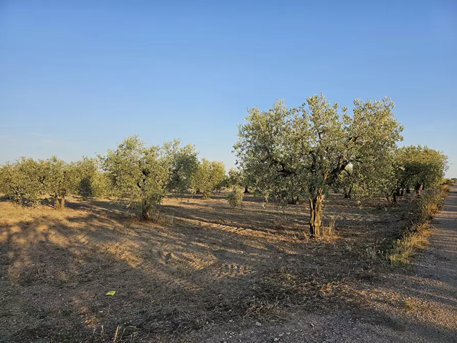 Immagine 6 di Terreno agricolo in vendita  in Contrada Vignali a San Severo