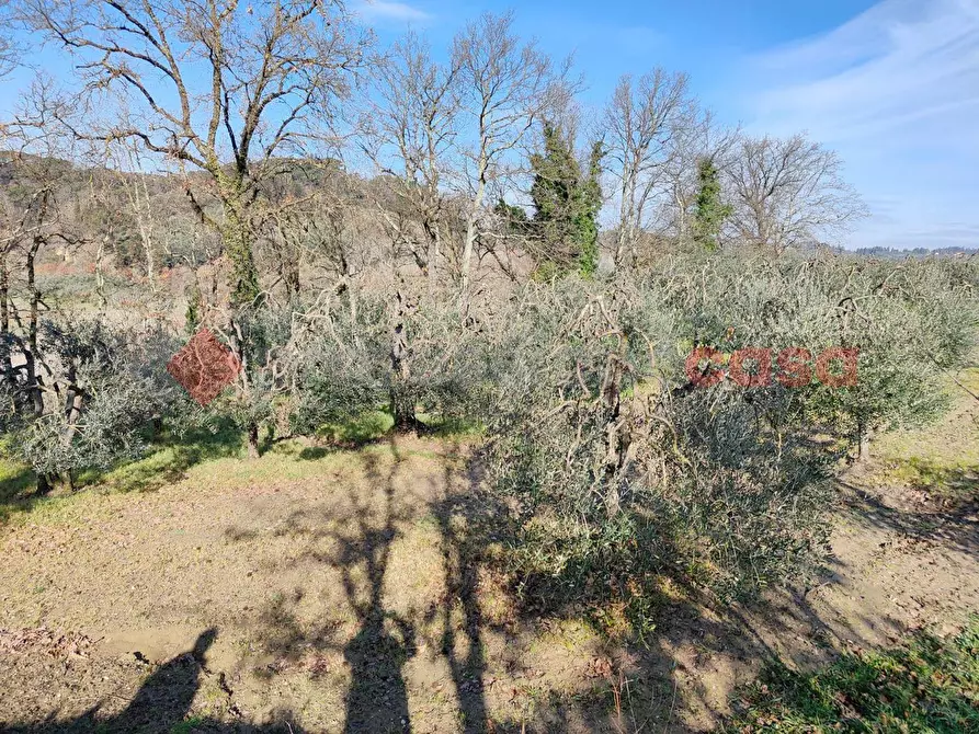 terreno agricolo in vendita a Castelfiorentino