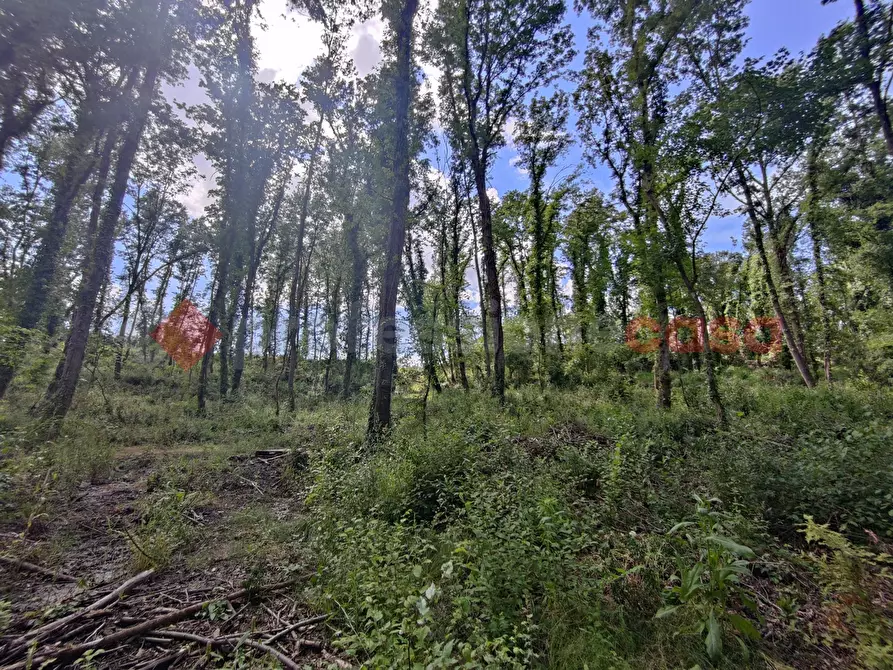 Immagine 49 di Terreno agricolo in vendita  in Via di castagneto a Empoli