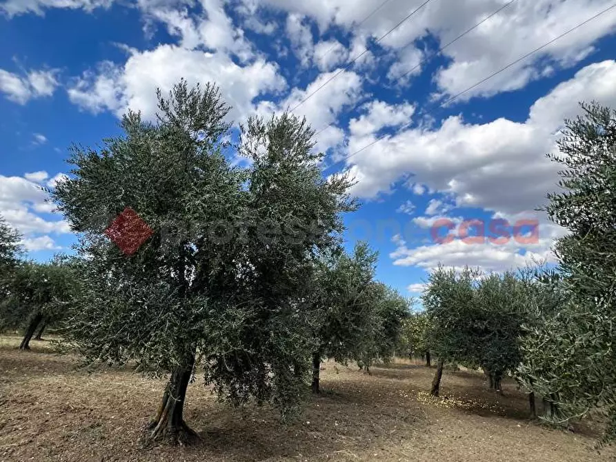 Immagine 12 di Terreno agricolo in vendita  in Contrada GORIZZE, SNC a Barile