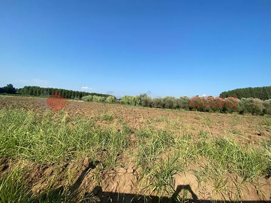 Immagine 16 di Terreno agricolo in vendita  in LocalitÃ  Starzella, SNC a Falciano Del Massico