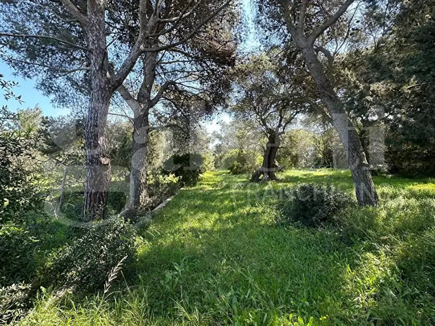 Immagine 7 di Terreno agricolo in vendita  in Contrada Urselli, sn a Ostuni