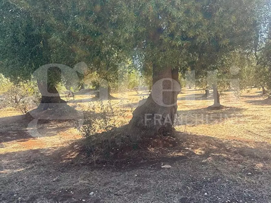 Immagine 8 di Terreno agricolo in vendita  in Contrada Casalino, sn a Ostuni