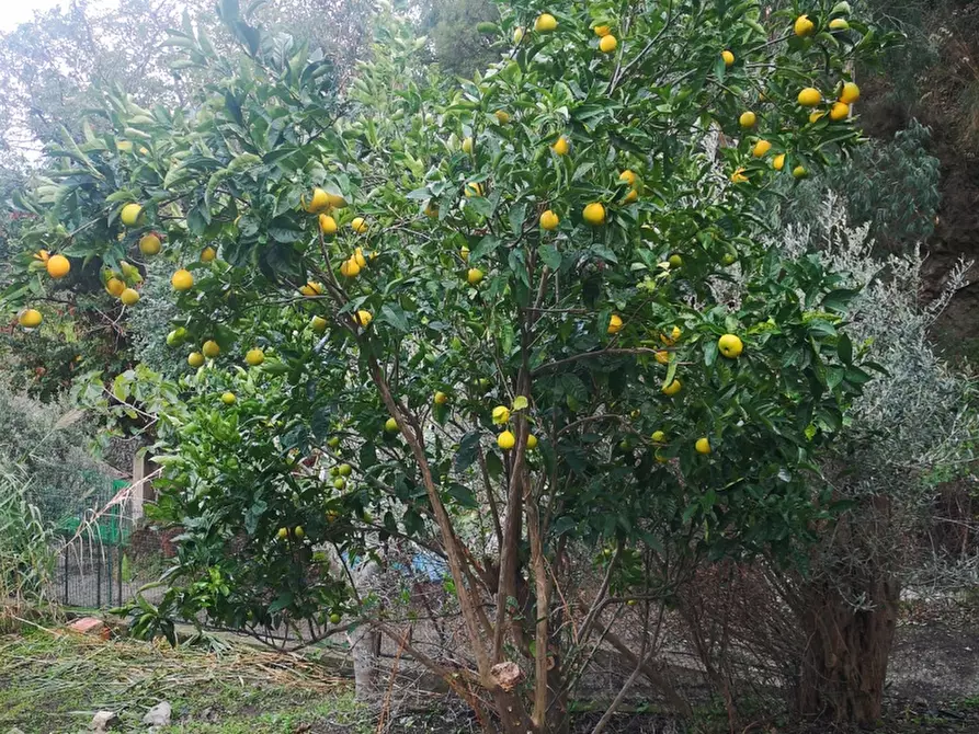 Immagine 18 di Terreno agricolo in vendita  in Via Comunale Catarratti, 106 a Messina