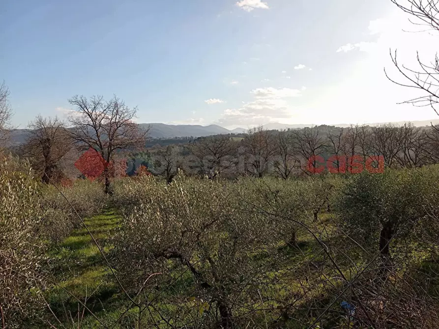 Immagine 8 di Terreno agricolo in vendita  in Via frazione Morgnano a Spoleto