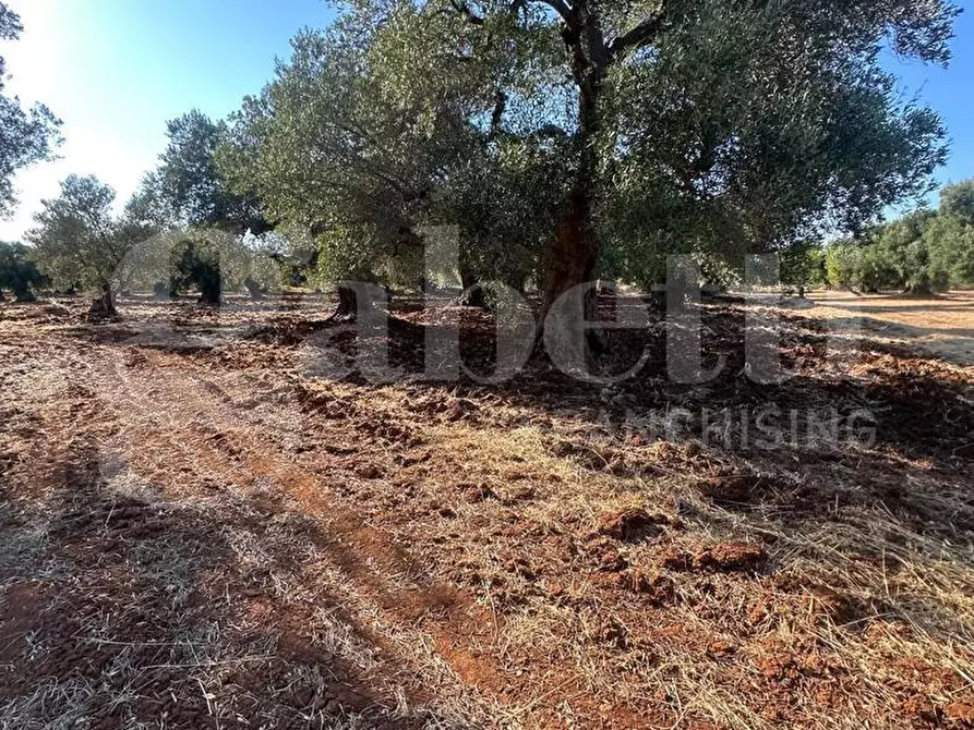 Immagine 3 di Terreno agricolo in vendita  in Contrada San Lorenzo a Ostuni
