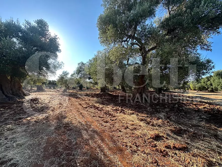 Immagine 6 di Terreno agricolo in vendita  in Contrada San Lorenzo a Ostuni