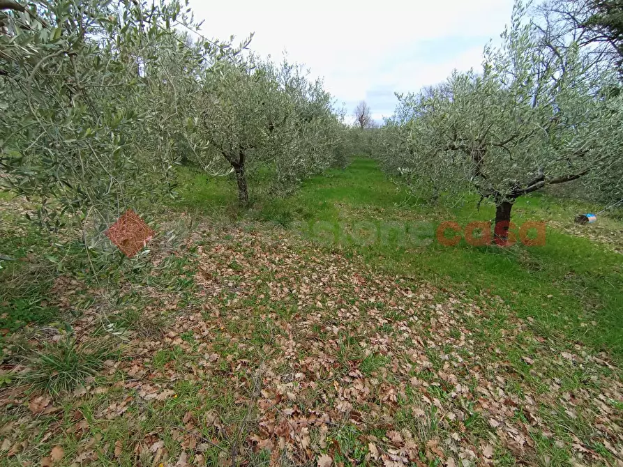 Immagine 7 di Terreno agricolo in vendita  in Via frazione Morgnano a Spoleto