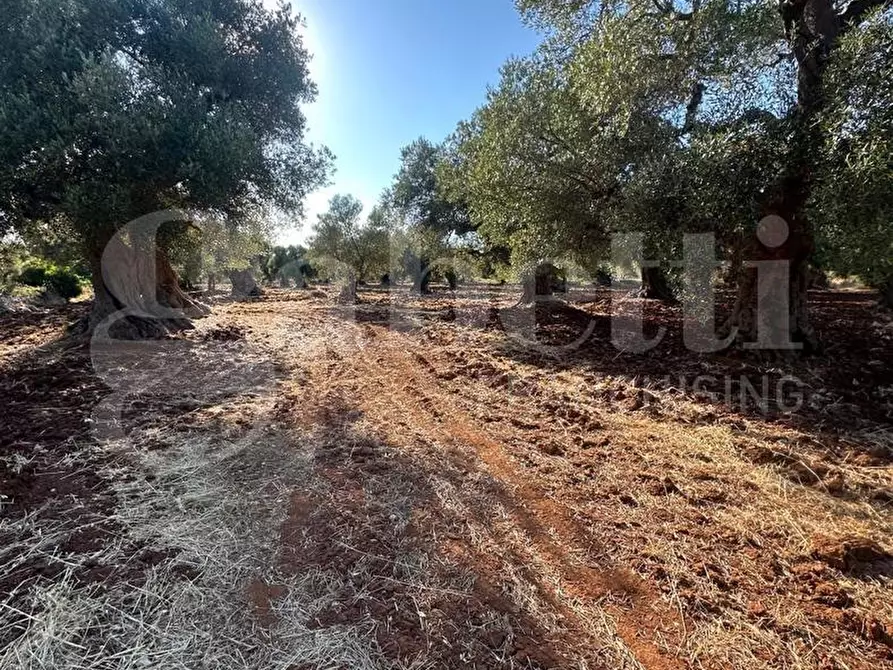 Immagine 2 di Terreno agricolo in vendita  in Contrada San Lorenzo a Ostuni