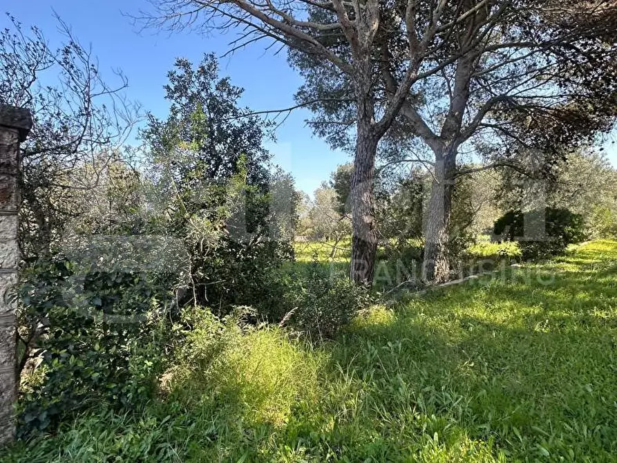 Immagine 5 di Terreno agricolo in vendita  in Contrada Urselli, sn a Ostuni