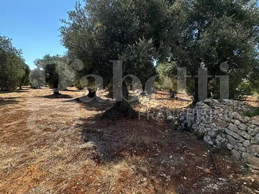 Immagine 10 di Terreno agricolo in vendita  in Contrada Casalino, sn a Ostuni