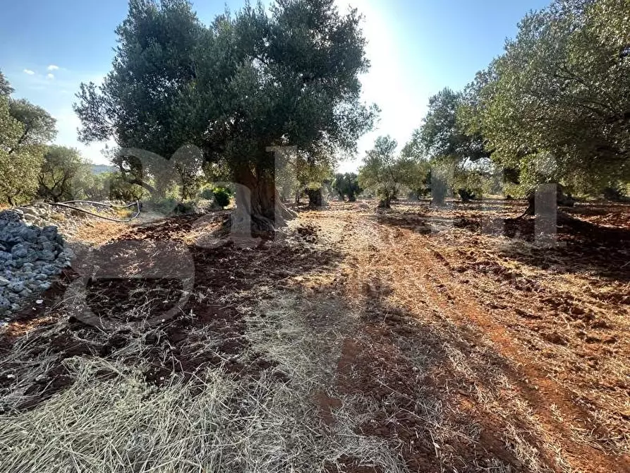 terreno agricolo in vendita ad Ostuni