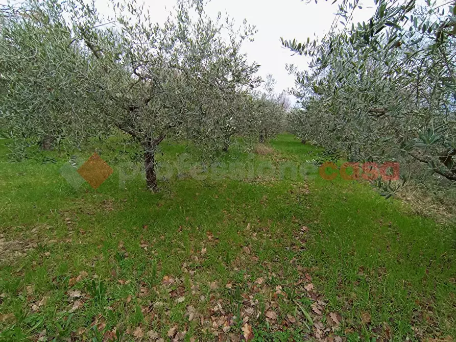 Immagine 4 di Terreno agricolo in vendita  in Via frazione Morgnano a Spoleto