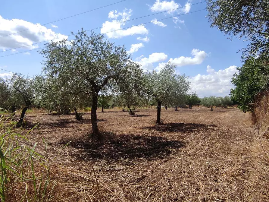 Immagine 5 di Terreno agricolo in vendita  in Via SAN ROCCO, SNC a San Severo