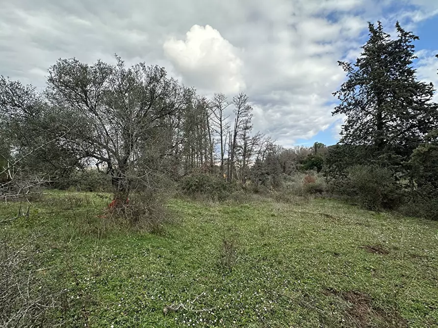 Immagine 7 di Terreno agricolo in vendita  in Via MONTANCIANO, 00 a Canale Monterano