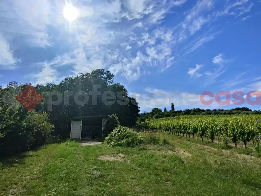 Immagine 36 di Terreno agricolo in vendita  in Via di castagneto a Empoli