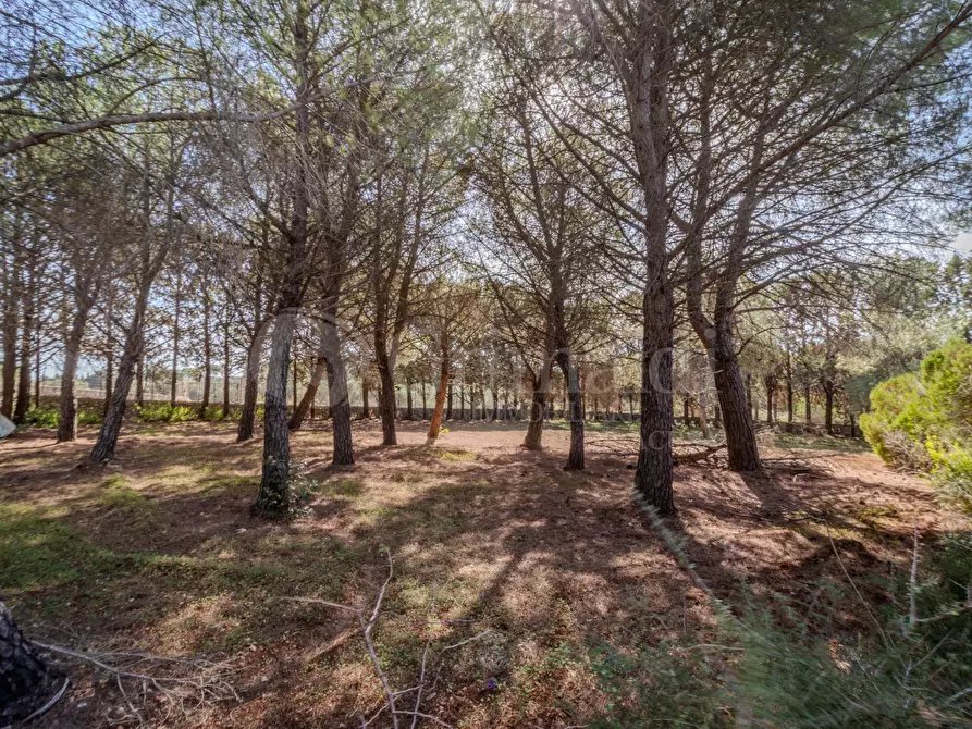 Immagine 4 di Terreno agricolo in vendita  in Via Cava Grande, 1 a Avola