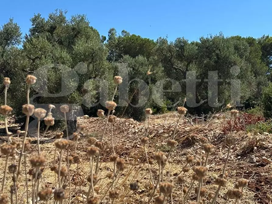 Immagine 5 di Terreno agricolo in vendita  in Contrada Campanile a Ostuni