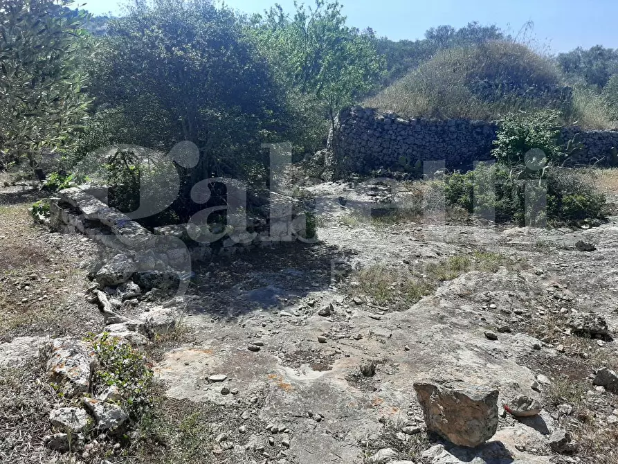 Immagine 8 di Terreno agricolo in vendita  in Contrada la chiusa, sn a Ostuni