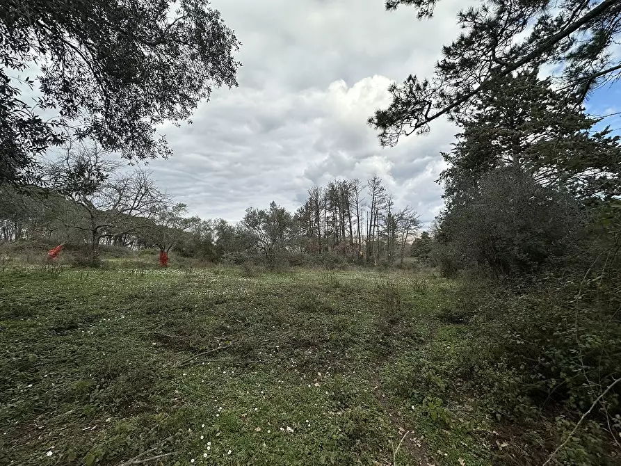 Immagine 6 di Terreno agricolo in vendita  in Via MONTANCIANO, 00 a Canale Monterano