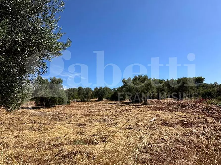 Immagine 2 di Terreno agricolo in vendita  in Contrada Campanile a Ostuni