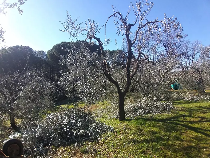 Immagine 8 di Terreno agricolo in vendita  in Via Provinciale di Malmantile a Castelfiorentino