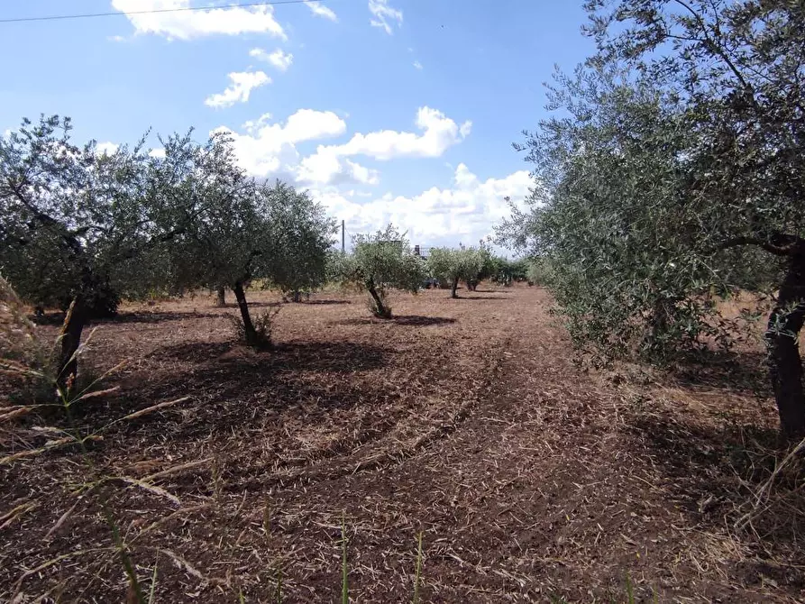 Immagine 4 di Terreno agricolo in vendita  in Via SAN ROCCO, SNC a San Severo