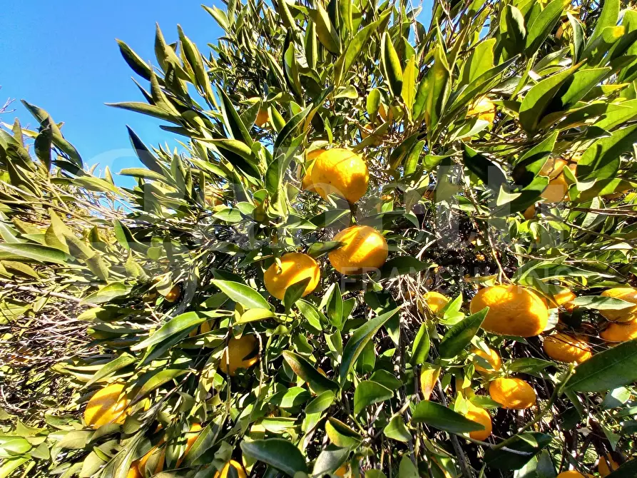 Immagine 5 di Terreno agricolo in vendita  in LocalitÃ  Tanca Manna, snc a Capoterra