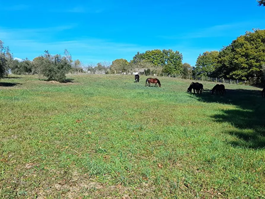 Immagine 11 di Terreno agricolo in vendita  in Via DELLA MOLA, 00 a Manziana
