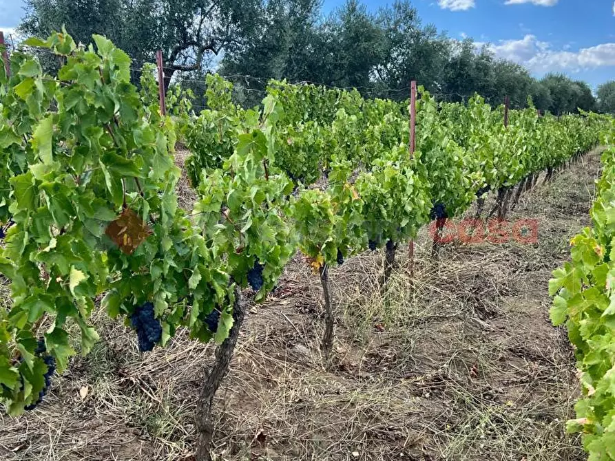 Immagine 18 di Terreno agricolo in vendita  in Contrada GORIZZE, SNC a Barile