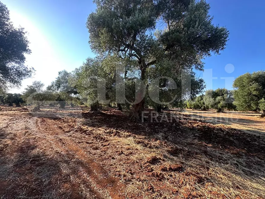 Immagine 5 di Terreno agricolo in vendita  in Contrada San Lorenzo a Ostuni