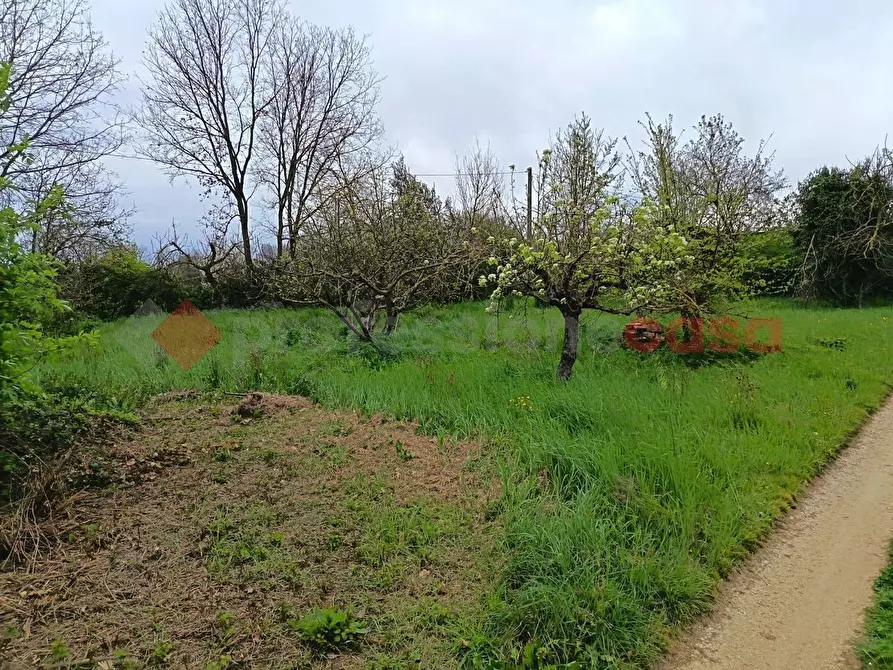Immagine 3 di Terreno agricolo in vendita  in Strada Vicinale Ponte del Papa, snc a Anagni