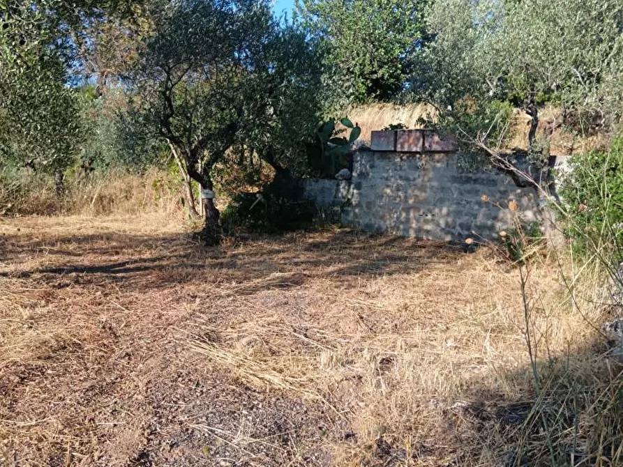 Immagine 9 di Terreno agricolo in vendita  in Strada VICINALE CRISPIANO MONTETERMITI, SNC a Crispiano