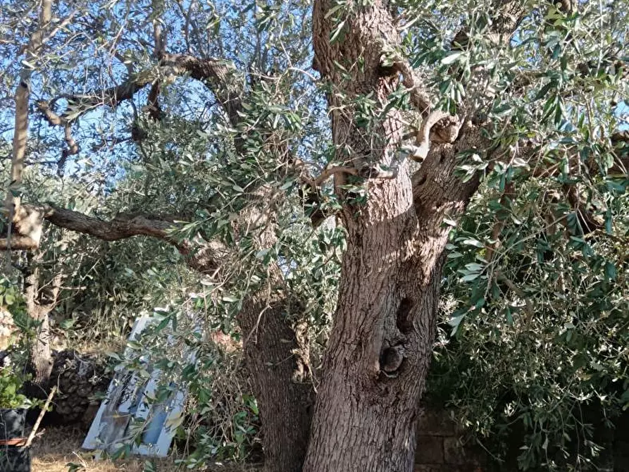 Immagine 2 di Terreno agricolo in vendita  in Strada VICINALE CRISPIANO MONTETERMITI, SNC a Crispiano