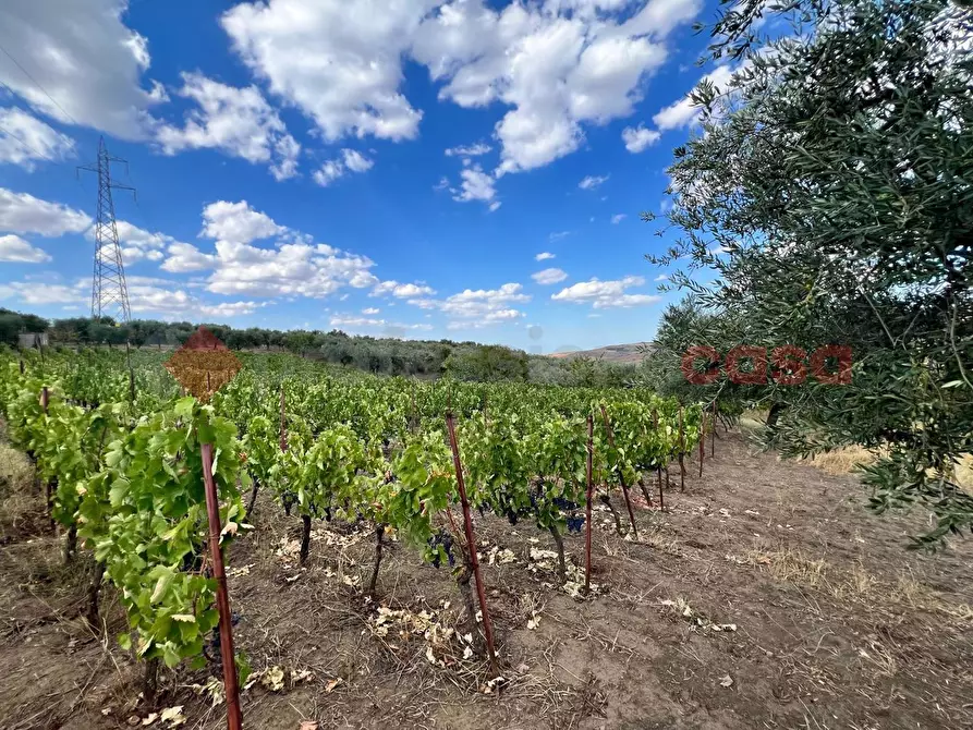 Immagine 11 di Terreno agricolo in vendita  in Contrada GORIZZE, SNC a Barile