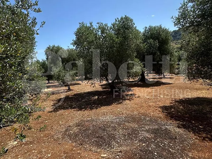 Immagine 6 di Terreno agricolo in vendita  in Contrada Morrone a Ostuni