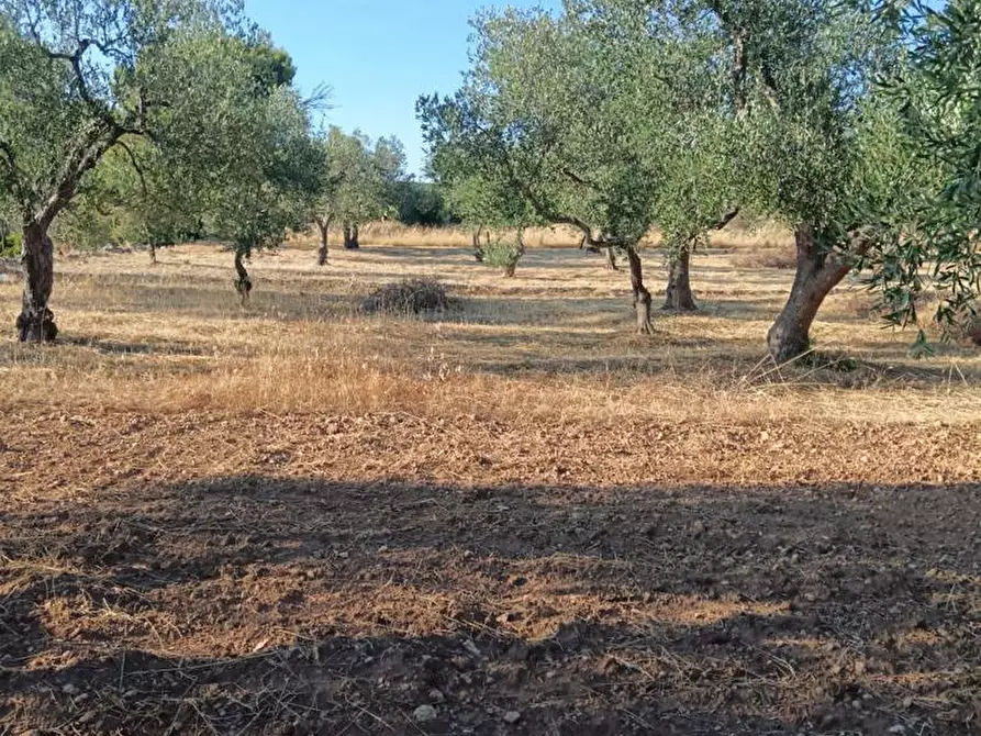 Immagine 12 di Terreno agricolo in vendita  in Strada VICINALE CRISPIANO MONTETERMITI, SNC a Crispiano