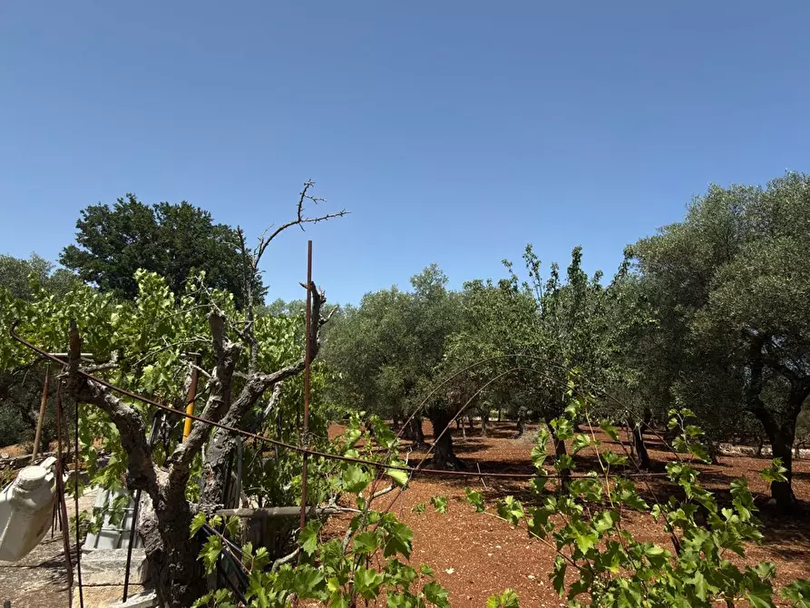 Immagine 4 di Terreno residenziale in vendita  in Contrada CERVARULO, 00 a Monopoli
