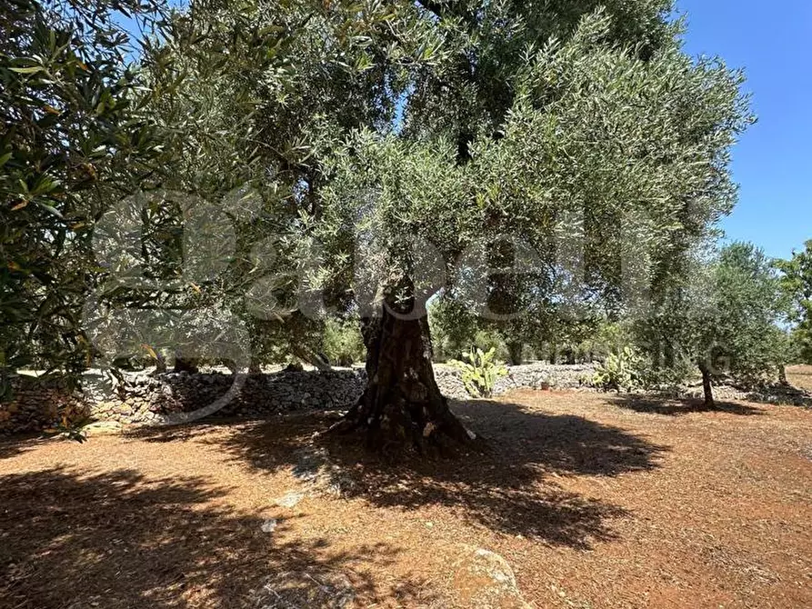 Immagine 10 di Terreno agricolo in vendita  in Contrada Morrone a Ostuni