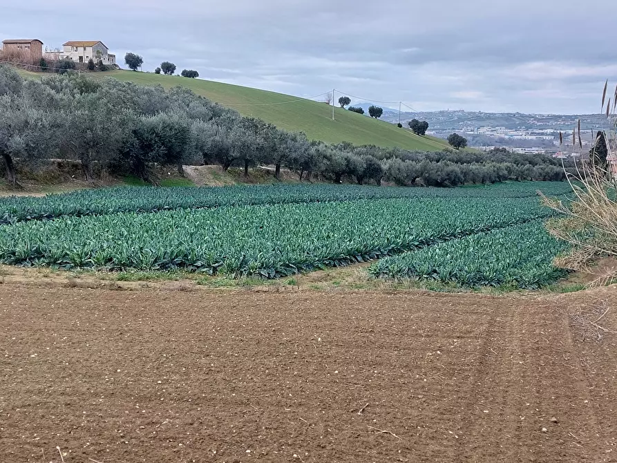 Immagine 1 di Terreno agricolo in vendita  in Via Certosa, snc a Alba Adriatica