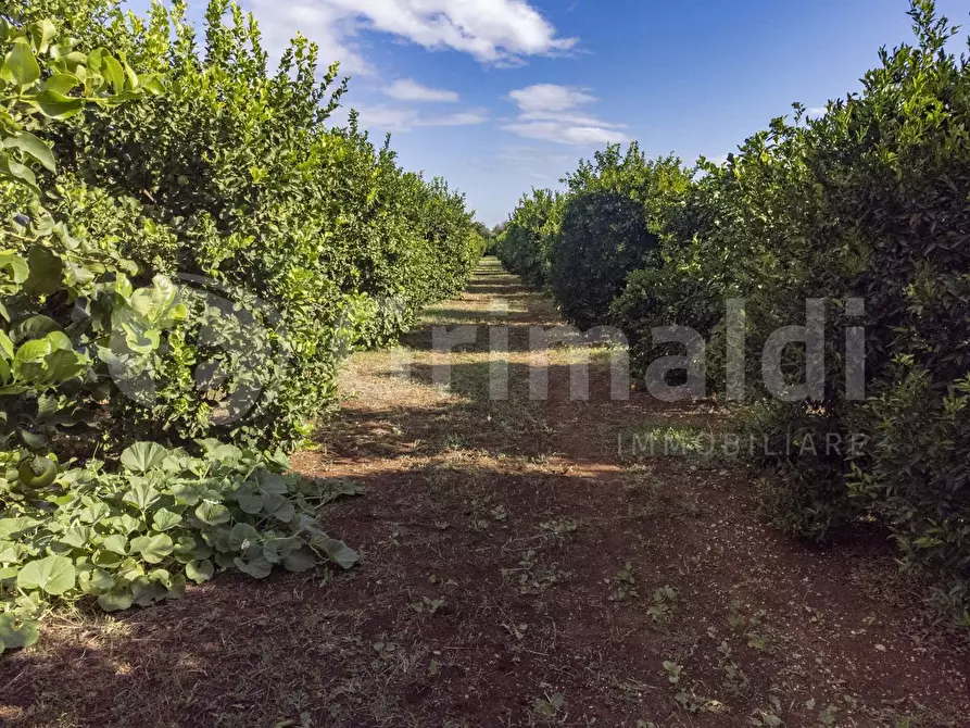 Immagine 6 di Terreno residenziale in vendita  in Via dulcamara, 45 a Noto
