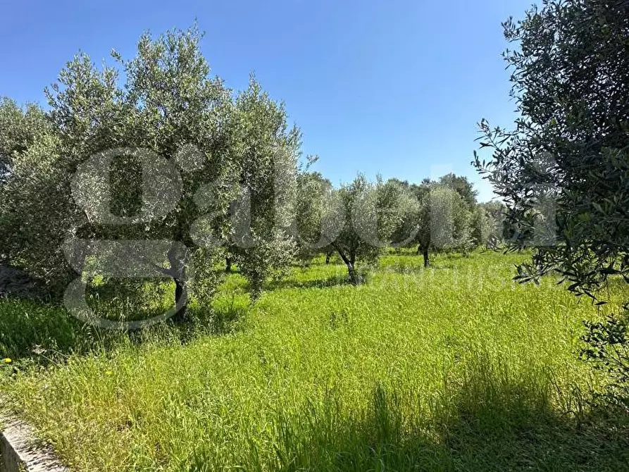 Immagine 17 di Terreno agricolo in vendita  in Contrada Impisi, sn a Ostuni